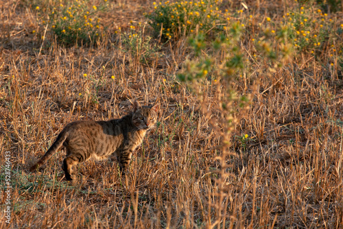 cat in the field. sunset time