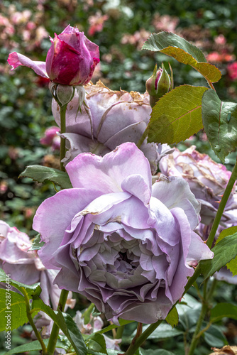 Flowers of ‘Poseidon’ Floribunda Rose