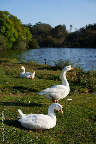 paisagem do parque com alguns patos e aves sobre o gramado 