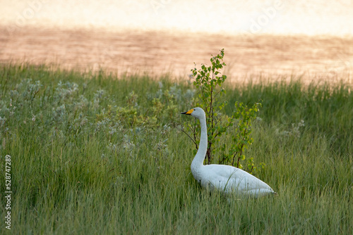 Beautiful whooper swan, Cygnus cygnus resting by the lake after sunset photo