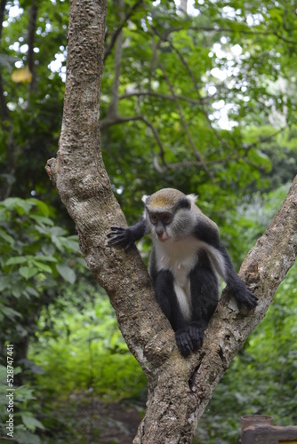 Photography Moma Monkey Perched in Tree at a monkey sanctuary in Ghana