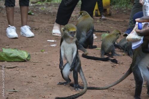 Moma Monkey at the Tafi Atome Monkey Sanctuary in Ghana Hoping for Food photo
