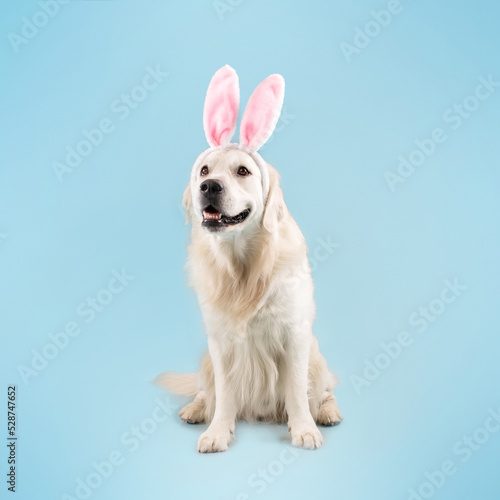 Happy cute golden retriever dog wearing bunny ears, smiling, sitting on floor isolated on blue studio background