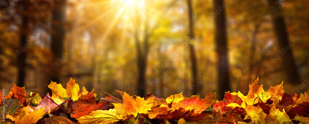 Herbst Blätter im Vordergrund, Bäume im Wald mit der Sonne im Hintergrund, Panorama Format