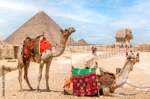 Cairo/ Egypt. 08/28/2022. Camels resting in front of the pyramid of Cheops and the Great Sphinx of Giza photo