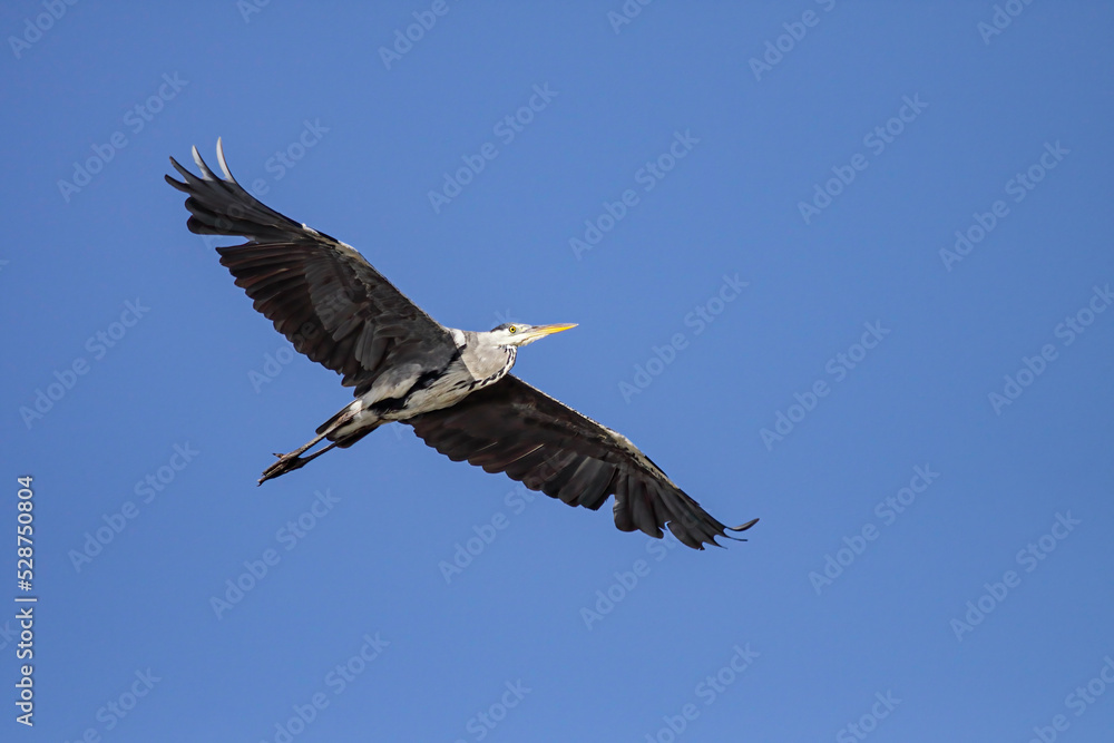 Fototapeta premium Heron in flight against blue sky
