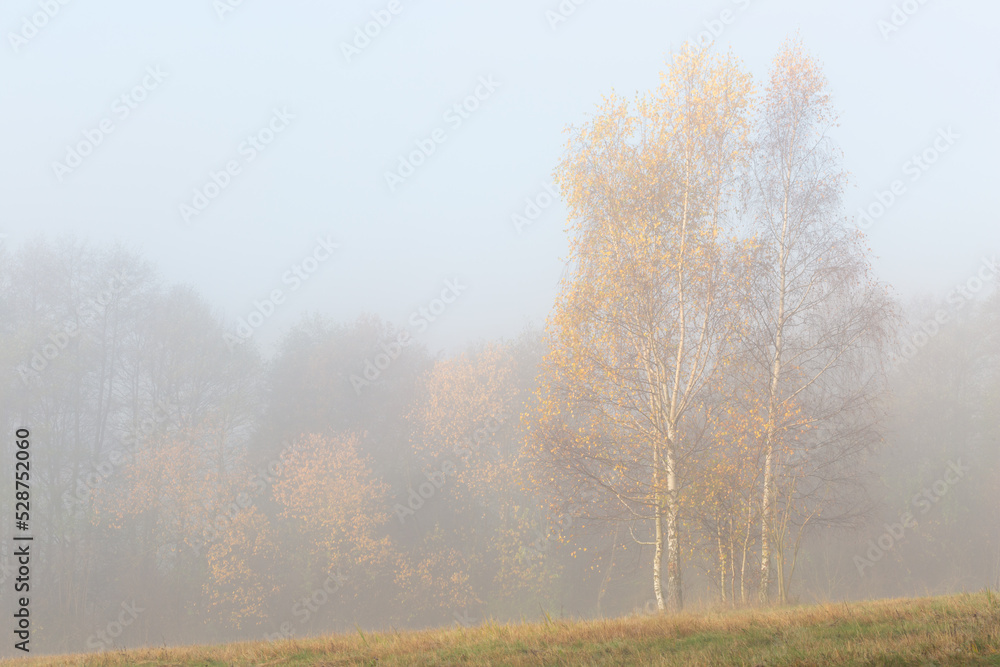Silver birch trees in the foothills of Mala Fatra mountains, Slovakia. Silver birch trees in the foothills of Mala Fatra mountains, Slovakia.