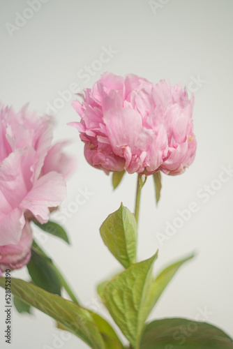 Multiple Pink Peony Flower Stems Against a White Background