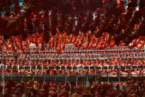 drying peppers at harvest time