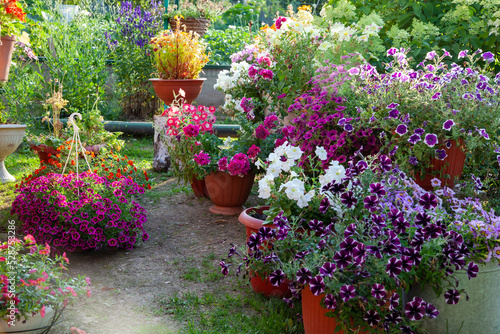 Blooming garden. Flowers in pots in the garden. Petunias, caliber and other flowers in the garden.