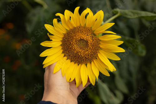 Sunflower in hand.