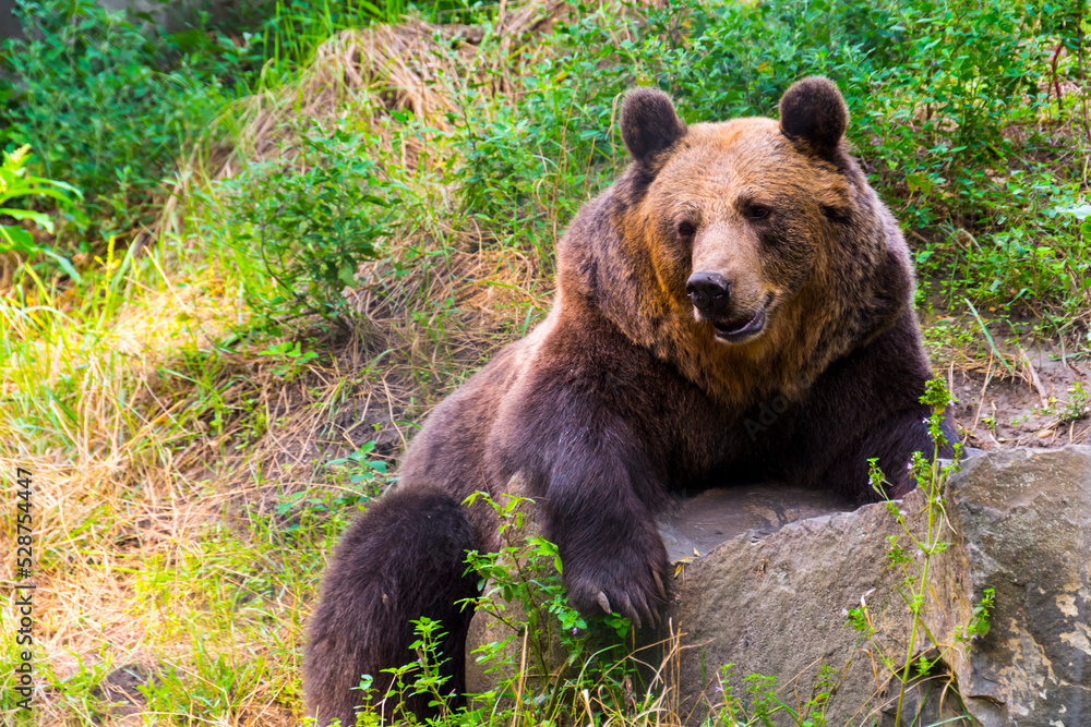 Brown bear is embracing a rock in a grassland Brown bear is embracing a rock in a grassland