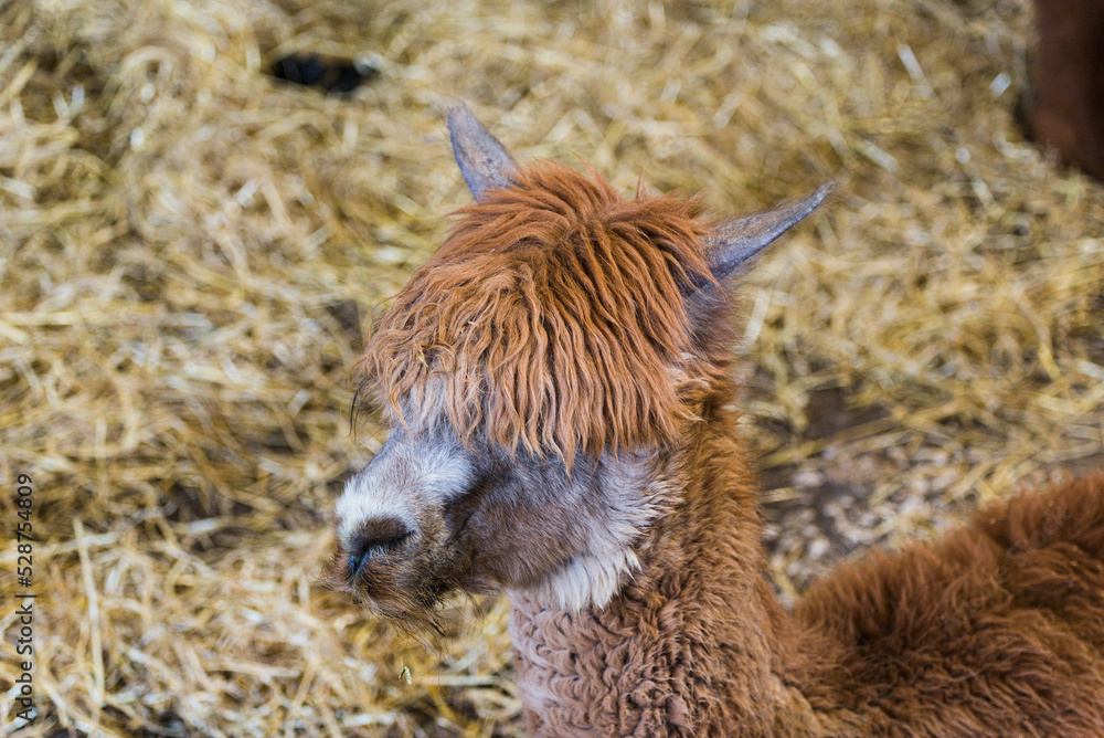 Alpaca close up and detailed fur view