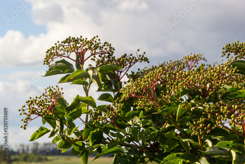 Growing elderberry unripe fruits after rain in the garden