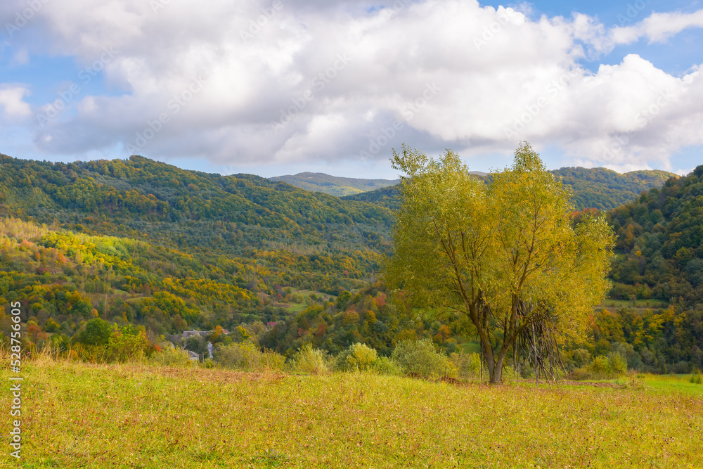 tree in golden foliage on the grassy meadow. mountainous countryside scenery in autumn. village in the distant valley among beneath a blue sky with puffy clouds