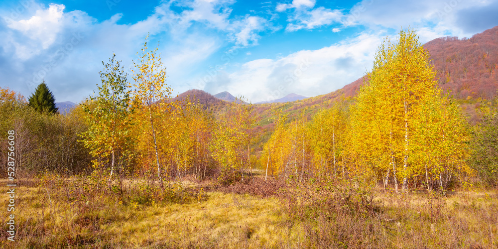 trees in colorful foliage on the grassy meadow. mountain landscape in autumn. beautiful outdoor scenery on a sunny day with fluffy clouds on the blue sky trees in colorful foliage on the grassy meadow. mountain landscape in autumn. beautiful outdoor scenery on a sunny day with fluffy clouds on the blue sky