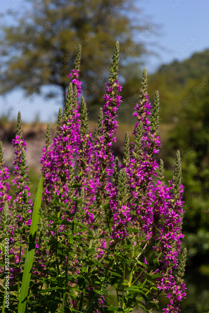 Obraz premium Lythrum salicaria - purple loosestrife, spiked loosestrife, purple lythrum