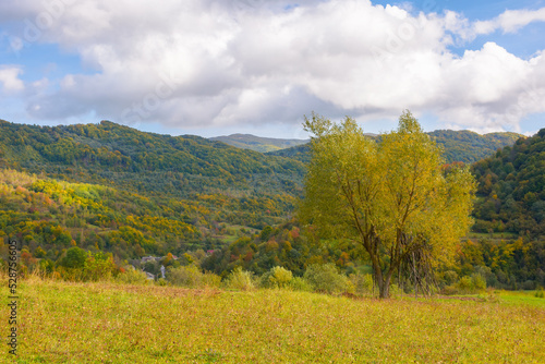 tree in golden foliage on the grassy meadow. mountainous countryside scenery in autumn. village in the distant valley among beneath a blue sky with puffy clouds