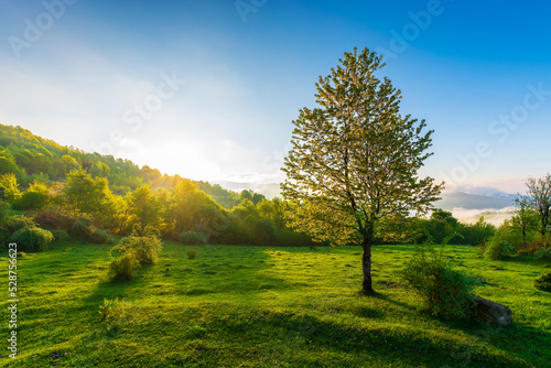 tree on the meadow at sunrise. beautiful countryside landscape of carpathian mountains in morning light. fog in the distant valley and clouds on the sky