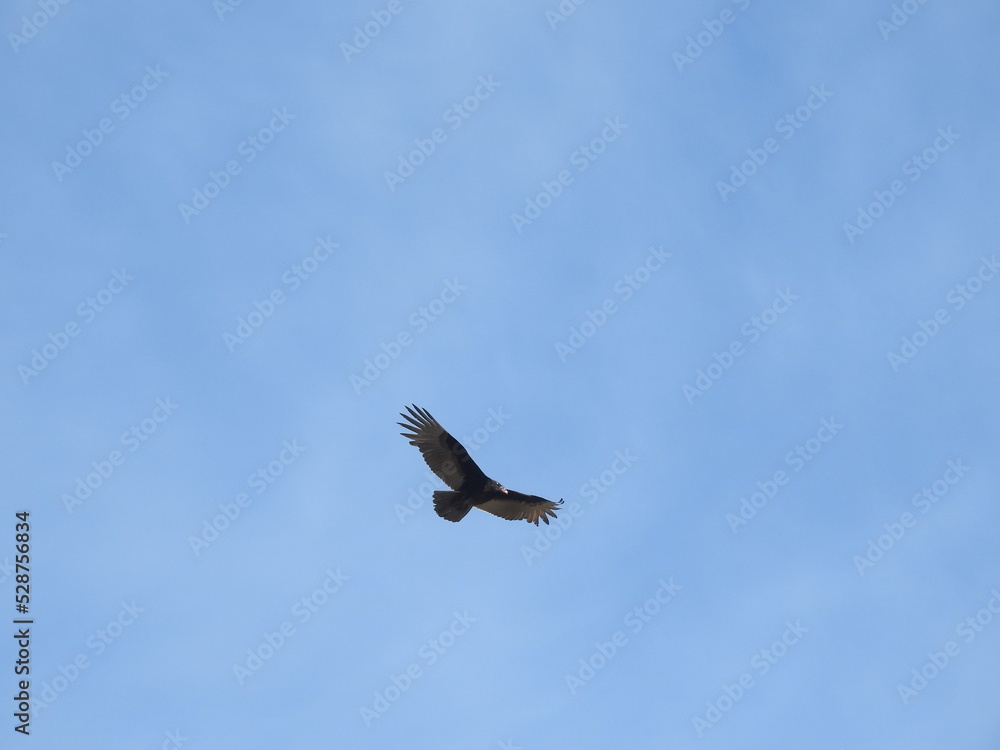 Obraz premium Turkey vulture flying over the Chincoteague National Wildlife Refuge in search of carrion to eat, on the Virginia side of Assateague Island.