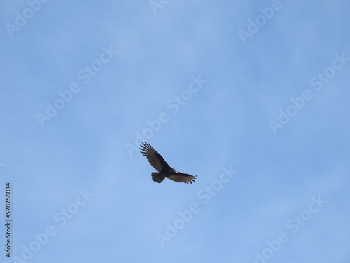 Turkey vulture flying over the Chincoteague National Wildlife Refuge in search of carrion to eat  on the Virginia side of Assateague Island.