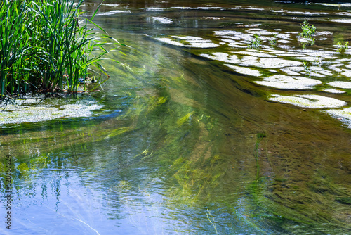 seaweed in the river in summer  sunny day. top view