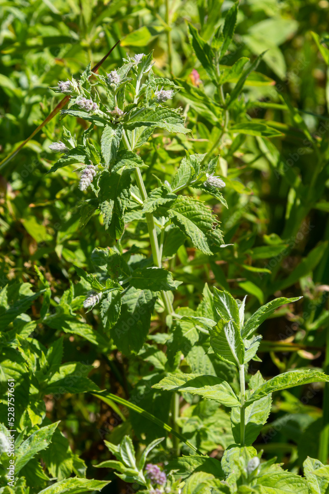 In the wild grows mint long-leaved Mentha longifolia In the wild grows mint long-leaved Mentha longifolia