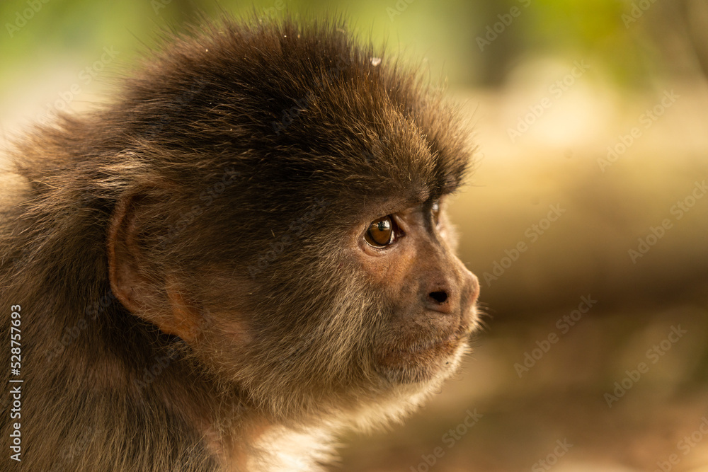 Capuchin monkey of south america Capuchin monkey of south america