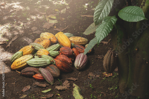 Raw harvest cacao pod pile