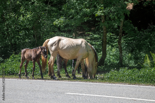 Two horses stand on the edge of the road. Green trees. Adult horse and foal. Horse family near the road.