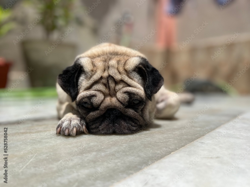 Obraz premium Pug in sunlight 