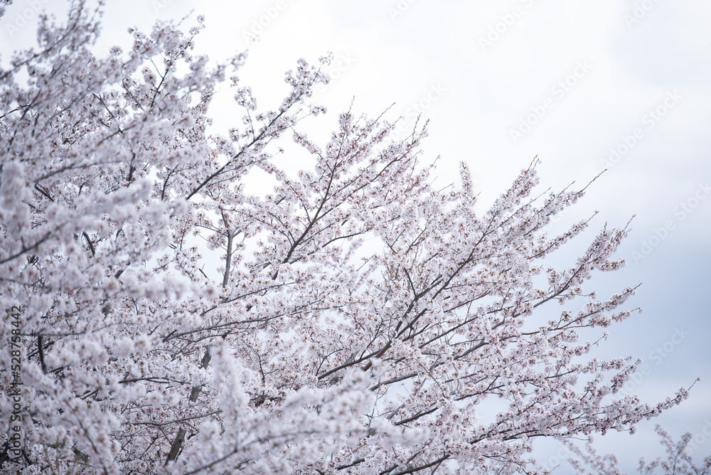 桜 桜