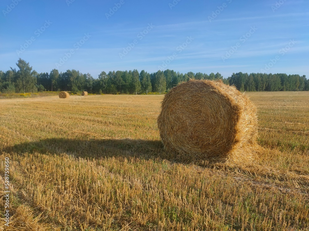 agriculture, background, close-up, harvesting, feed, field, grass, harvesting, landscape, nature, plant, rolls, stocks, straw, summer, twisted hay
