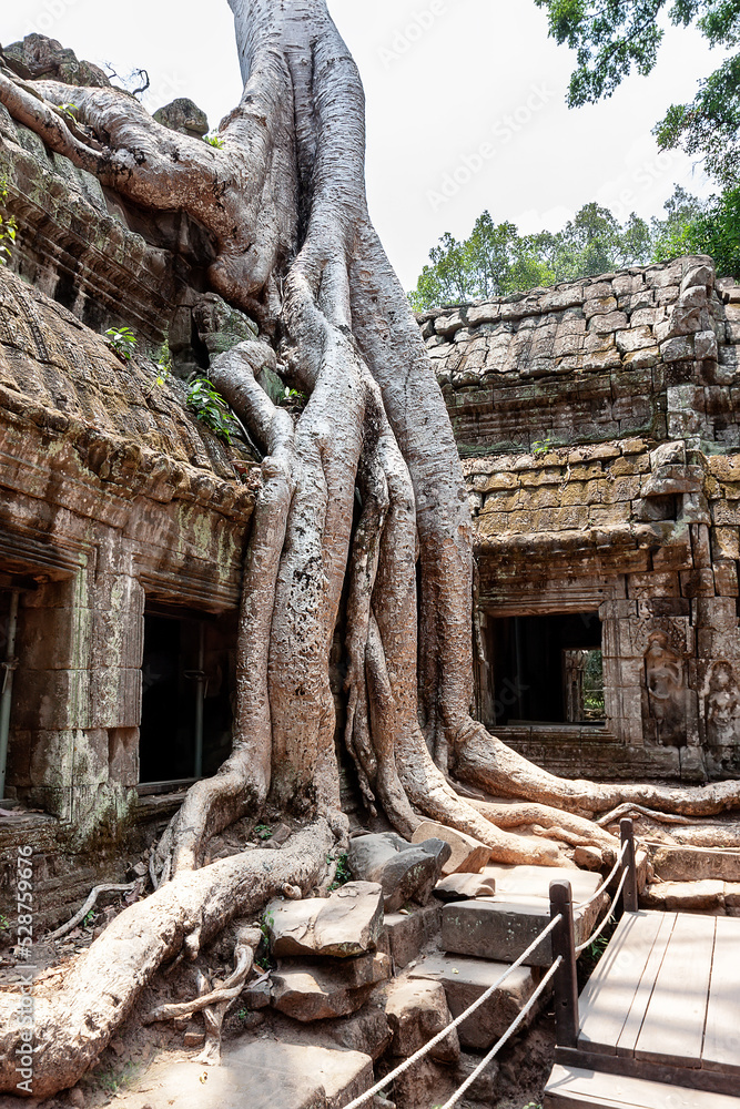 The roots of the trees sprouted into the ruins of temple Ta Prom Angkor Wat in Siem Reap, Cambodia.
