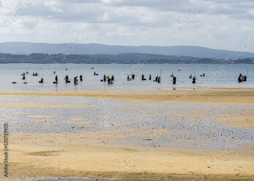 A large group of shellfish gatherers in the water shelling clams and mussels on a beach in Boiro. Galicia. In the background are mountains and cloudy sky.