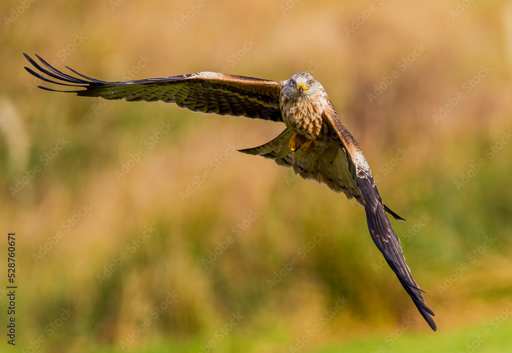 Red kite in flight Red kite in flight