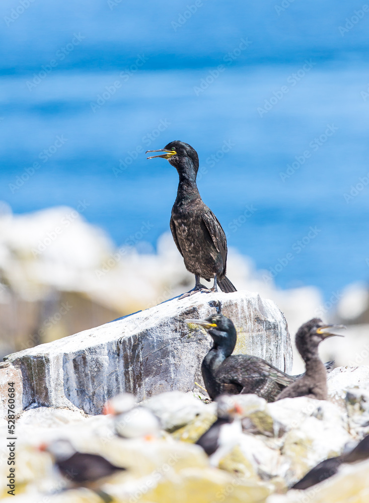 Fototapeta premium Shag on rocks