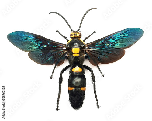 Megascolia procer sarawakensis (male) Large Insect, Predator Wasps in White Background
