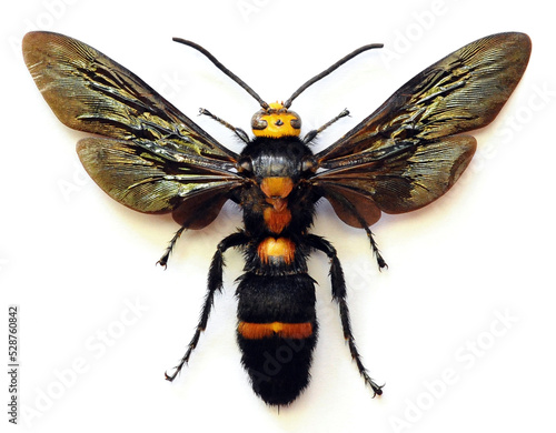 Megascolia speciosa (male)
Large Insect, Predator Wasps in White Background photo