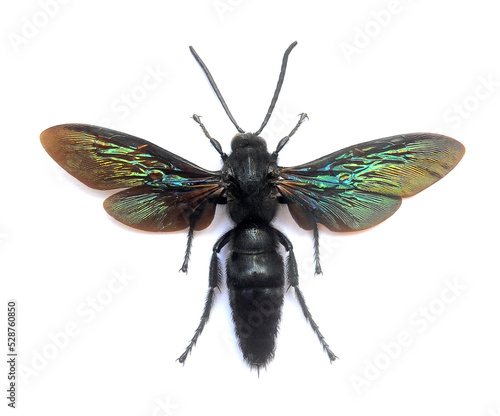 Megascolia velutina ducalis (male)
Large Insect, Predator Wasps in White Background