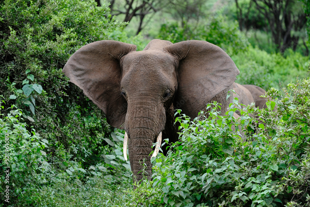 Fototapeta premium Elefant