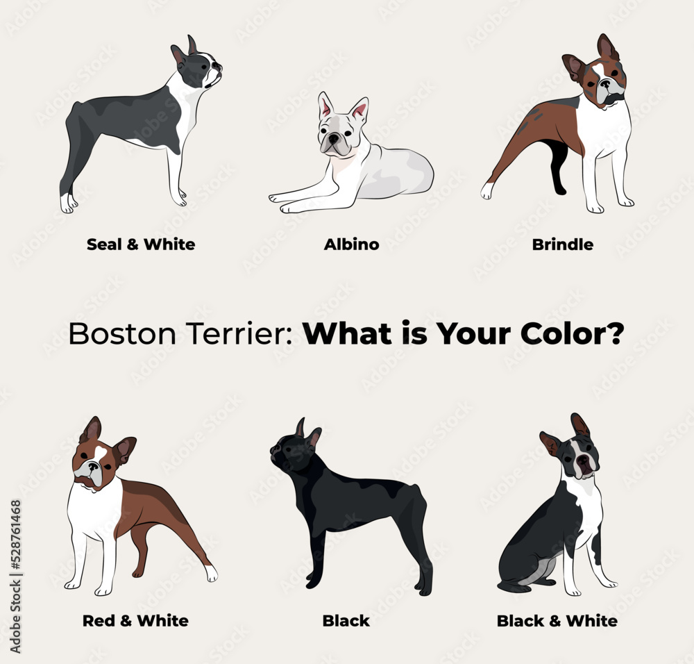 Boston Terrier breed, dog pedigree drawing. Cute dog characters in various poses, designs for prints adorable and cute Boston Terrier cartoon vector set, in different poses. All popular colors.