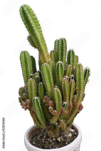 Cactus is not only a pretty houseplant or a cute gift, it can be used as infection remedy or beauty product ingredient in dermatology industry. Found in hot and dry places, cacti stand is tough.