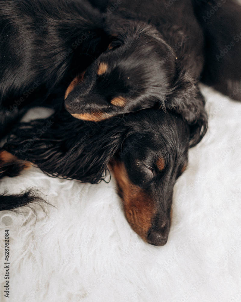 how much sleep does an 8 week old puppy need