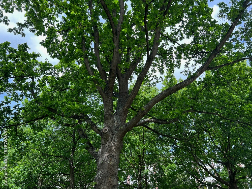 Fototapeta premium Beautiful tree with green leaves against blue sky, low angle view