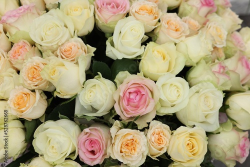 Many beautiful roses as background  top view