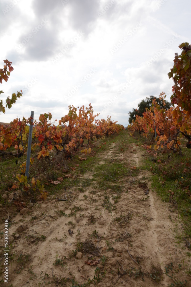 Naklejka premium Vineyards in La Rioja (Spain) in autumn