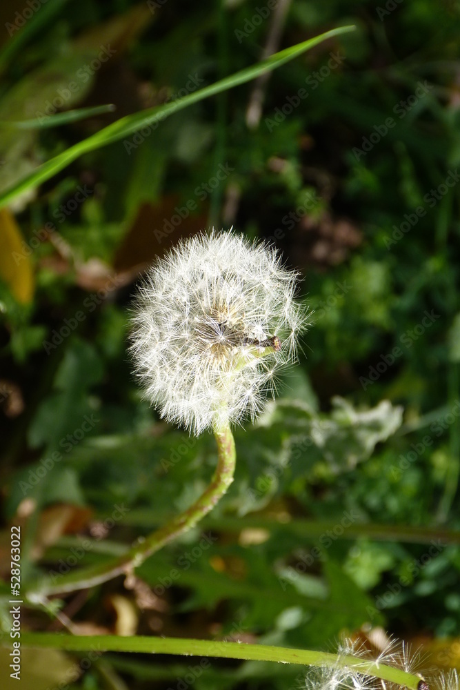 dandelion in the wind