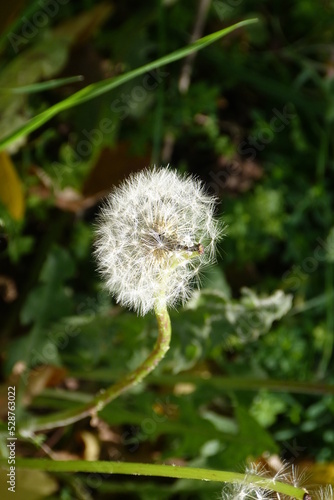 dandelion in the wind