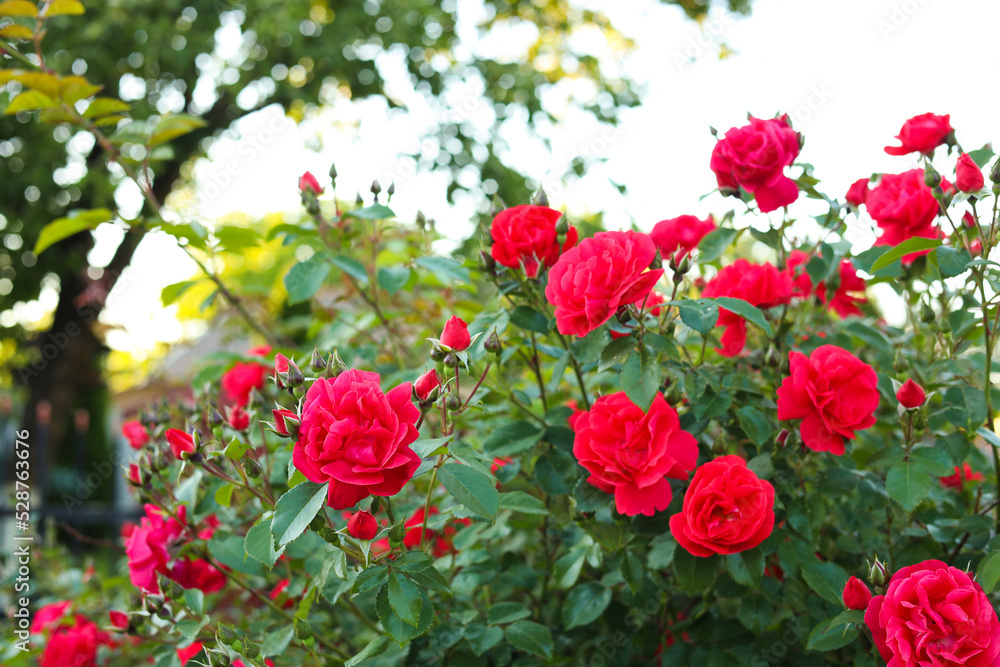 Beautiful blooming red rose bush in garden